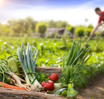 Organic-Farming